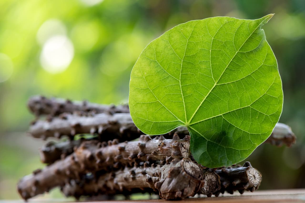 Yosha Ayurved — classical Ayurvedic healing with modern clinical care